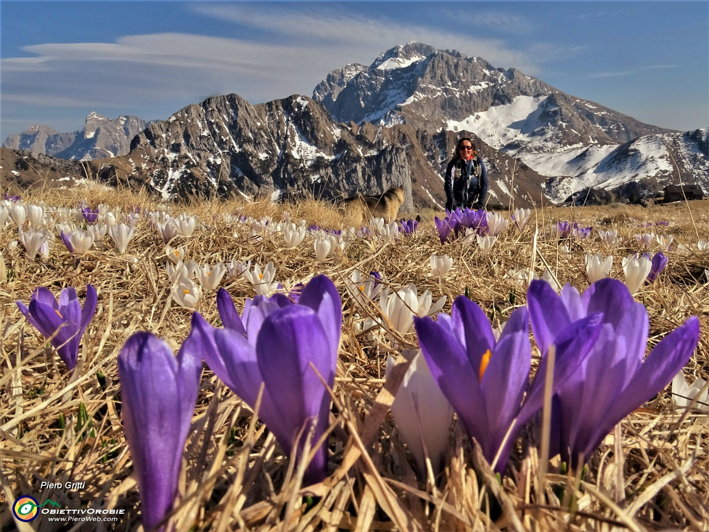 75 Crocus vernus bianchi e violetti con Arera.JPG -                                